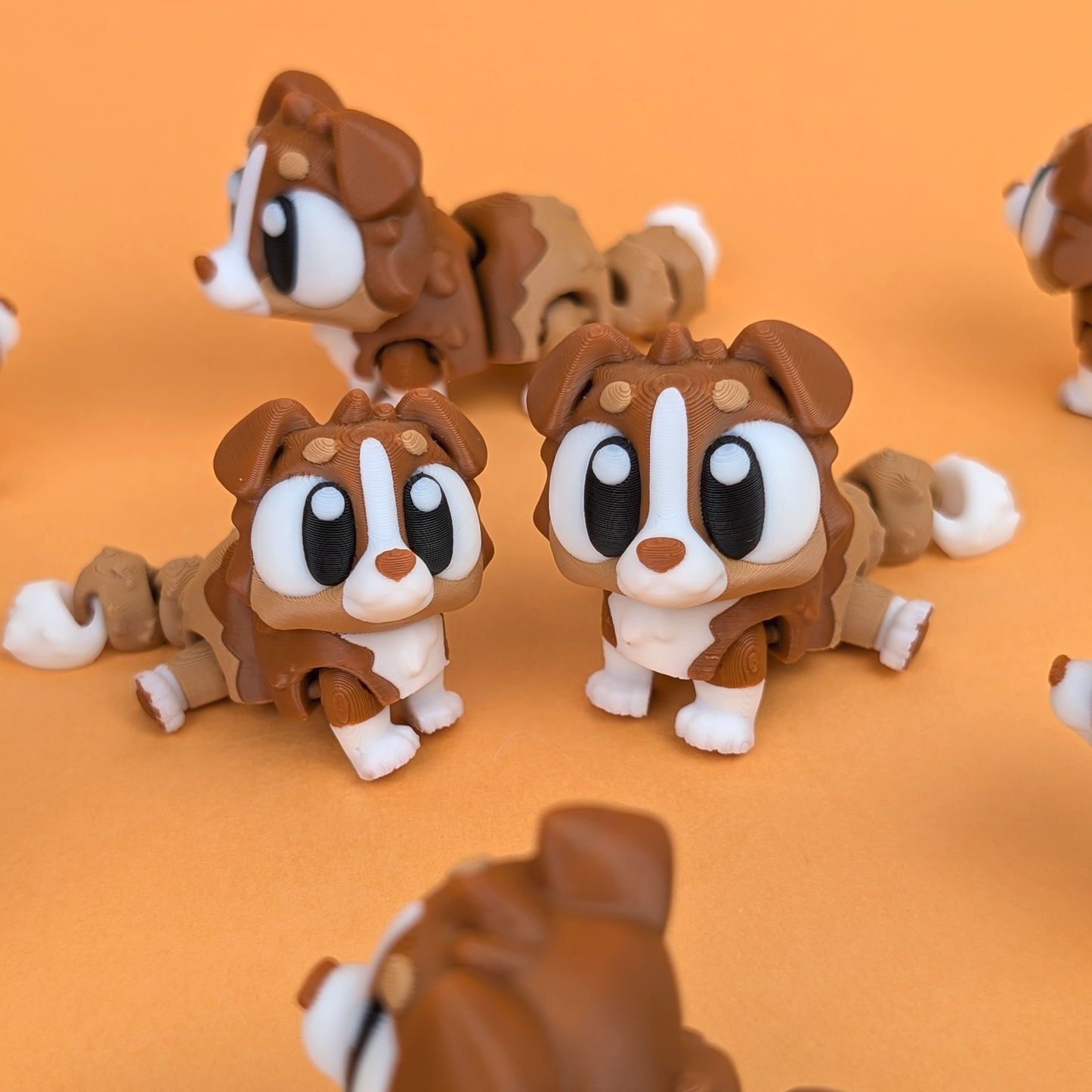 Flexi Australian Shepherd